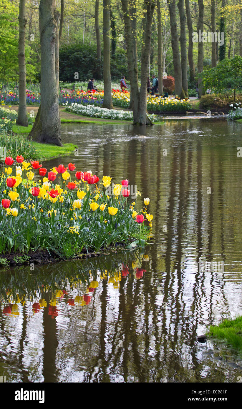 the spring tulips of keukenhof Stock Photo - Alamy