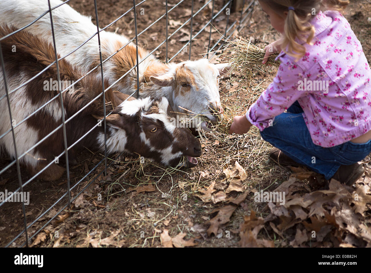 Young girl feeding goats underneath fence Stock Photo