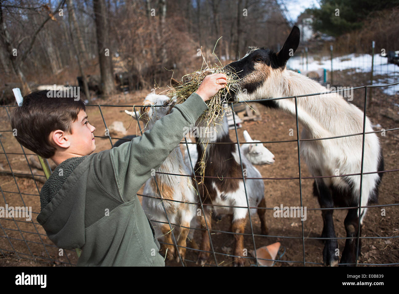 Boy feeding goats over fence Stock Photo Alamy