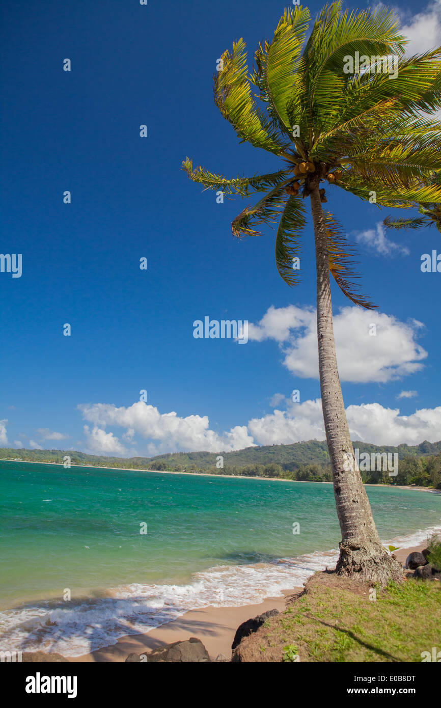 Palm tree in breeze, Kaua'i, Hawaii, USA Stock Photo Alamy