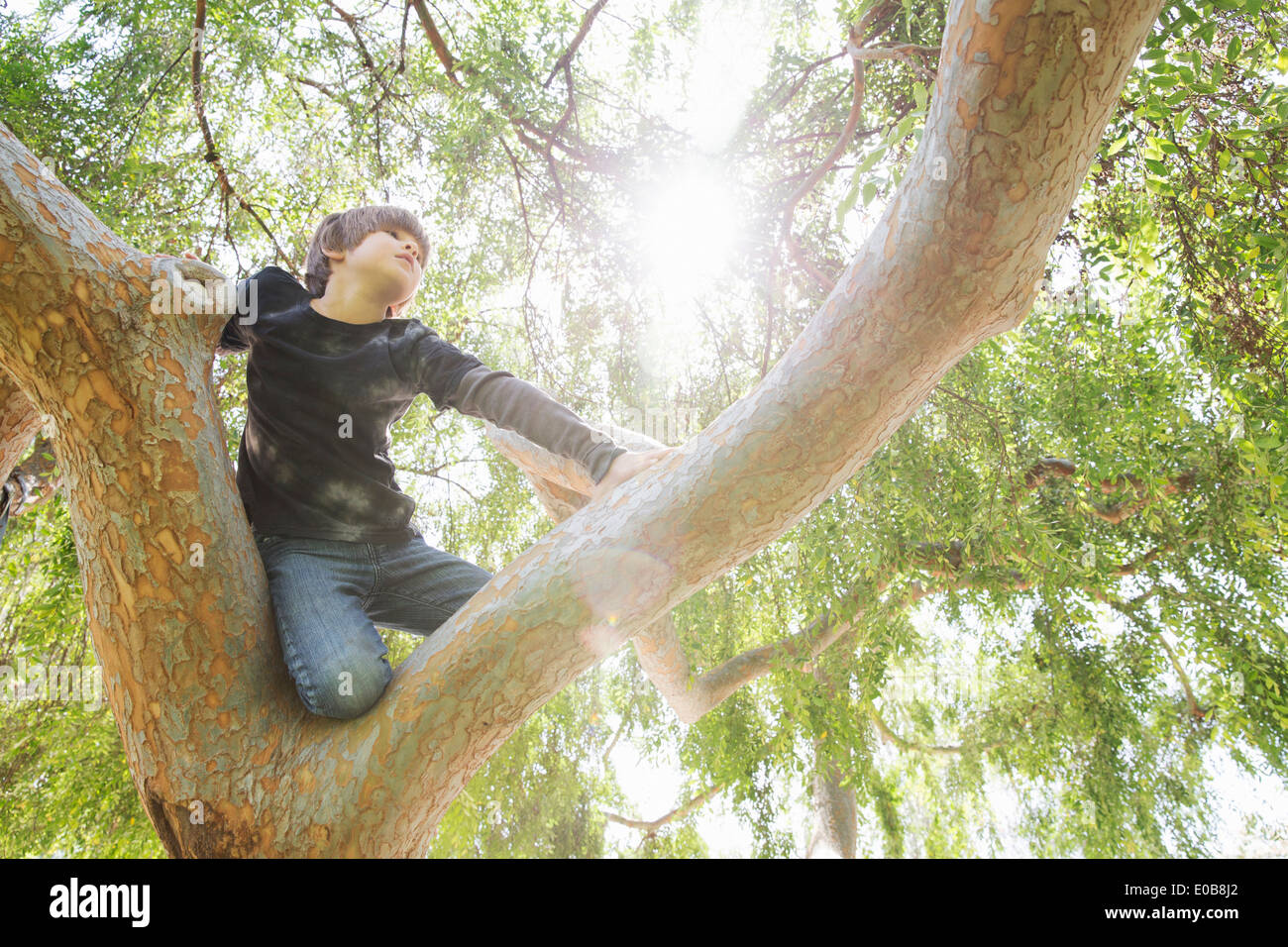 Boy hiding in sunlit tree gazing into distance Stock Photo