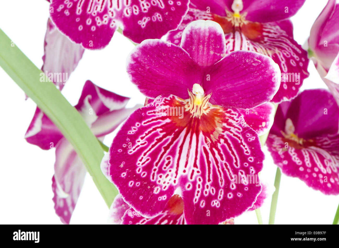 Closeup of beautiful Pansy Orchid - Miltonia Lawless Falls flowers. Stock Photo
