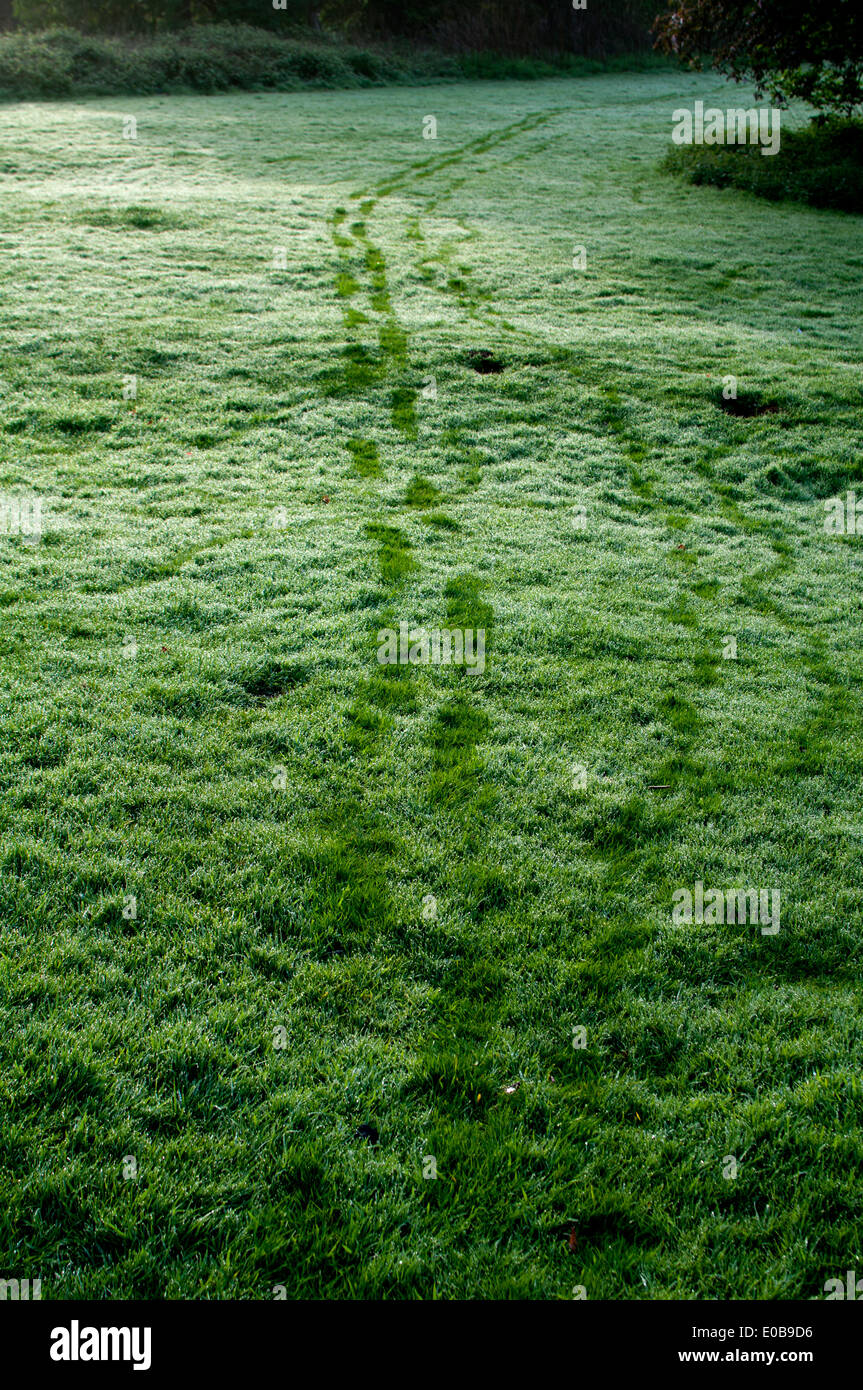 Human and dog tracks in morning dew on grass Stock Photo