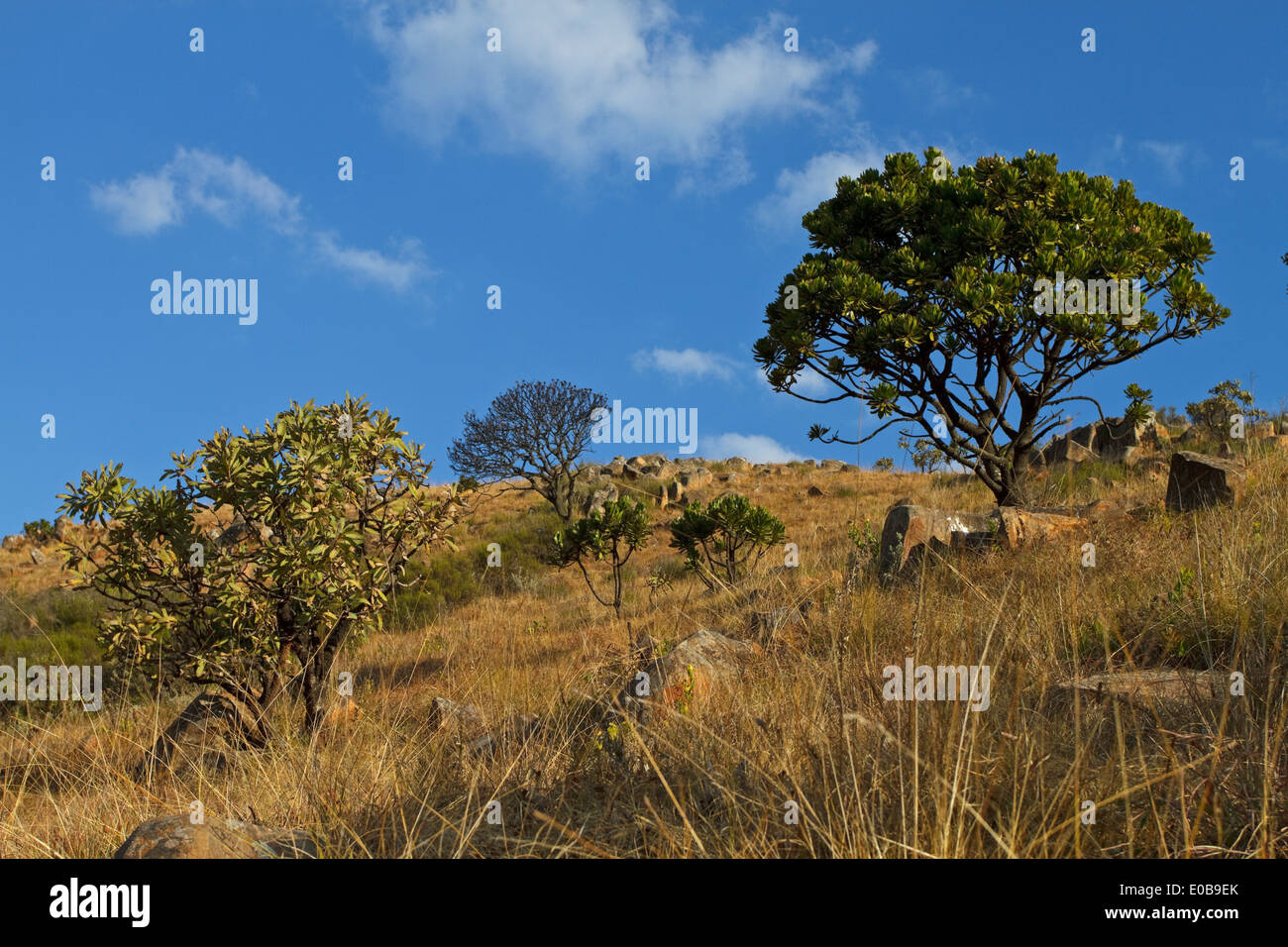 Common Sugar Bush (Protea caffra) on Mount Sheba near Pilgrim's Rest in the northern Drakensberg Mpumalanga, Stock Photo