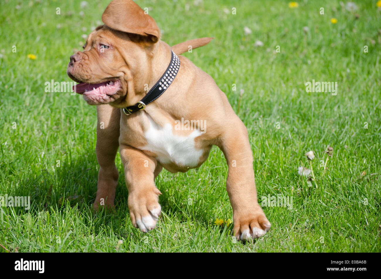 Dog Studded Collar High Resolution Stock Photography and Images - Alamy