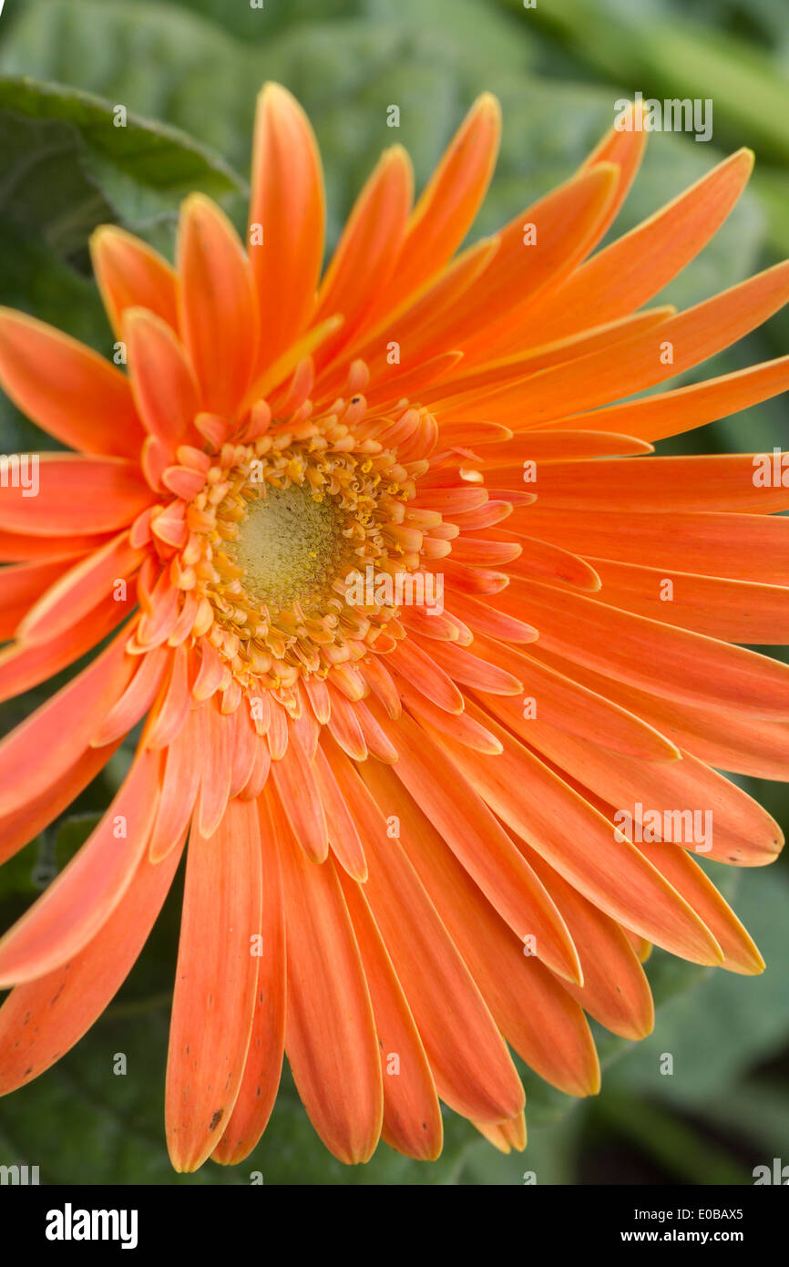 A Beautiful Orange Gerbera flower closeup Stock Photo