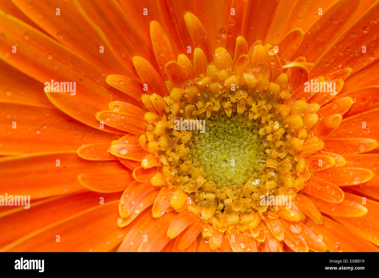 A Beautiful Orange Gerbera flower closeup Stock Photo