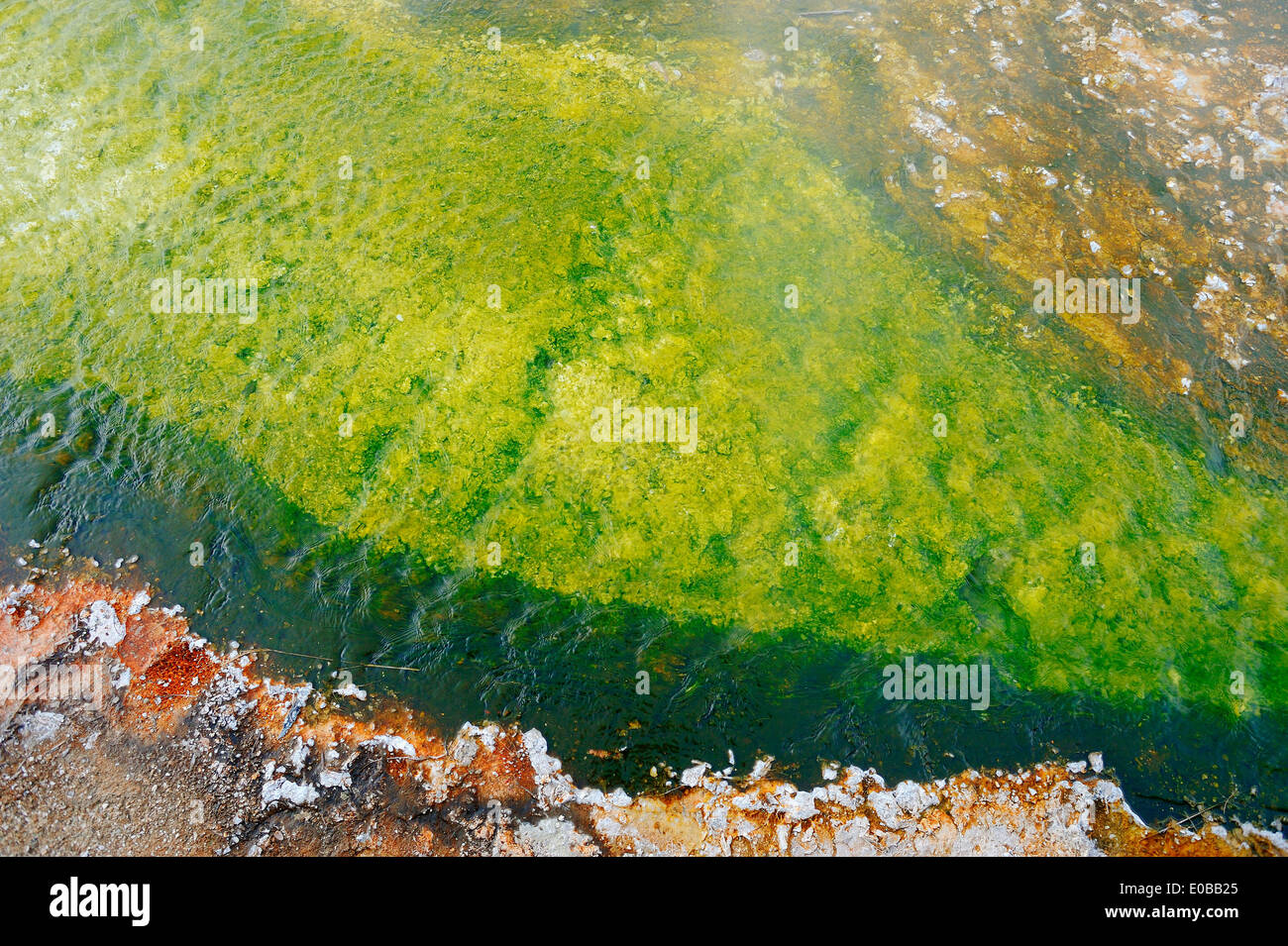 Algal-bacterial mats and mineral deposits at hot spring, Biscuit Basin, Yellowstone national park, Wyoming, USA Stock Photo