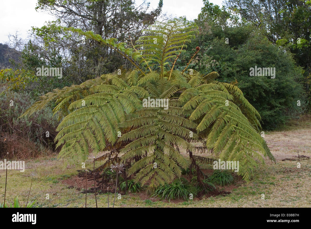 Tree fern (Cyathea sp.), Cyatheaceae Stock Photo