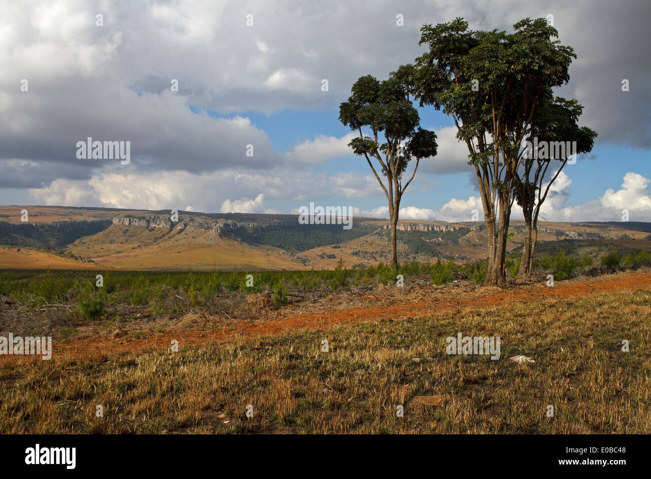 Newly planted forest with coniferous woods near the Blyde River Canyon