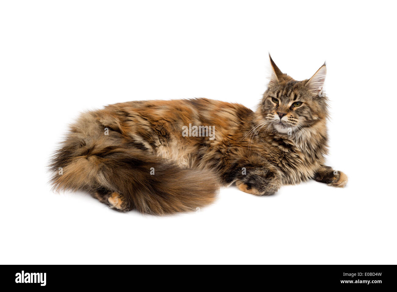 Cat breed Maine Coon lying quietly on a white background. Isolate Stock