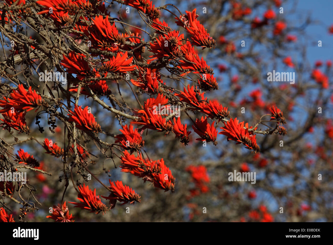Flowering Common Coral Tree (Erythrina lysistemon) a Deciduous tree in the pea family, Fabaceae, Native to South Africa. Stock Photo