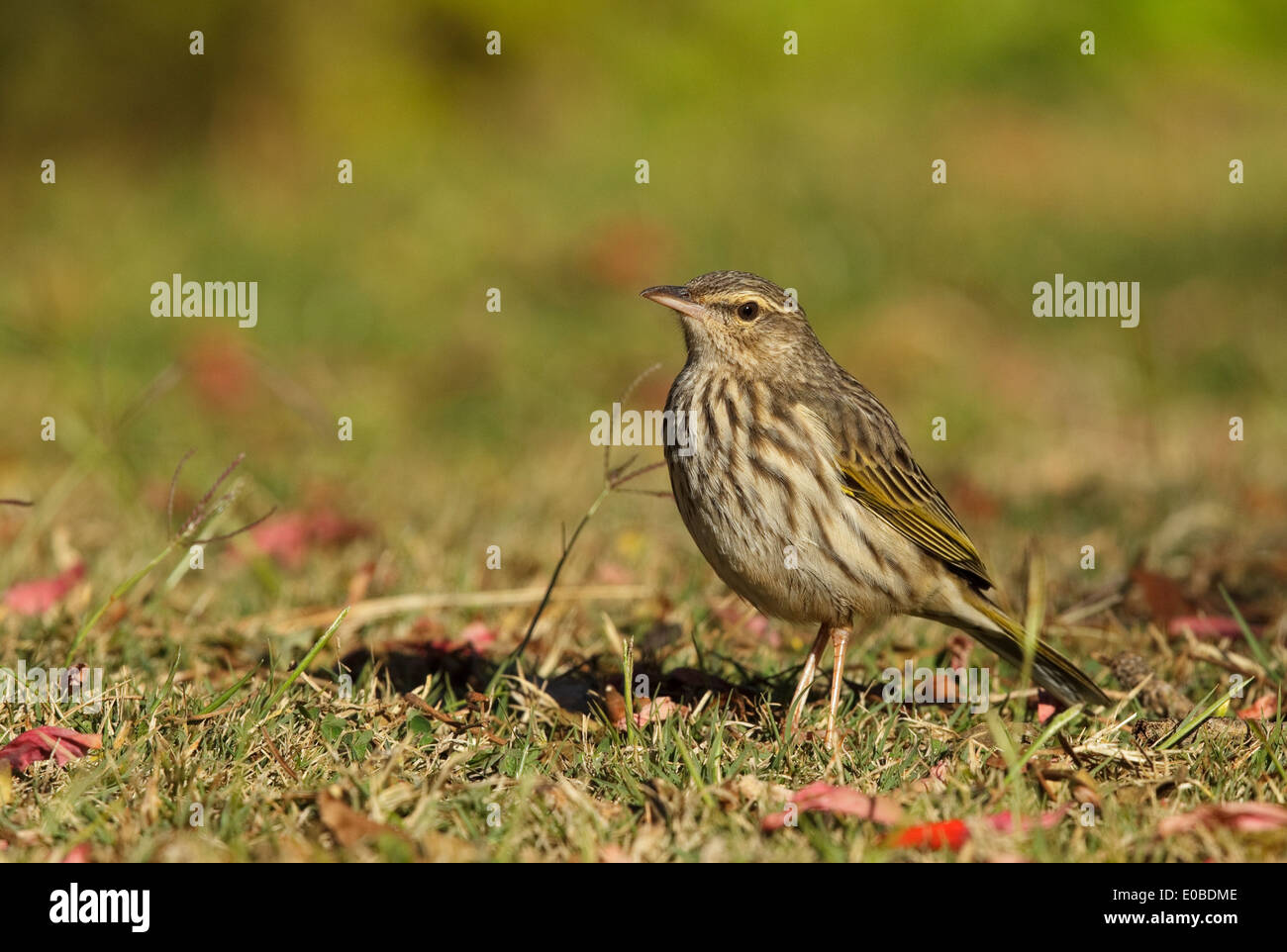 Striped Pipit (Anthus lineiventris) on the ground Stock Photo