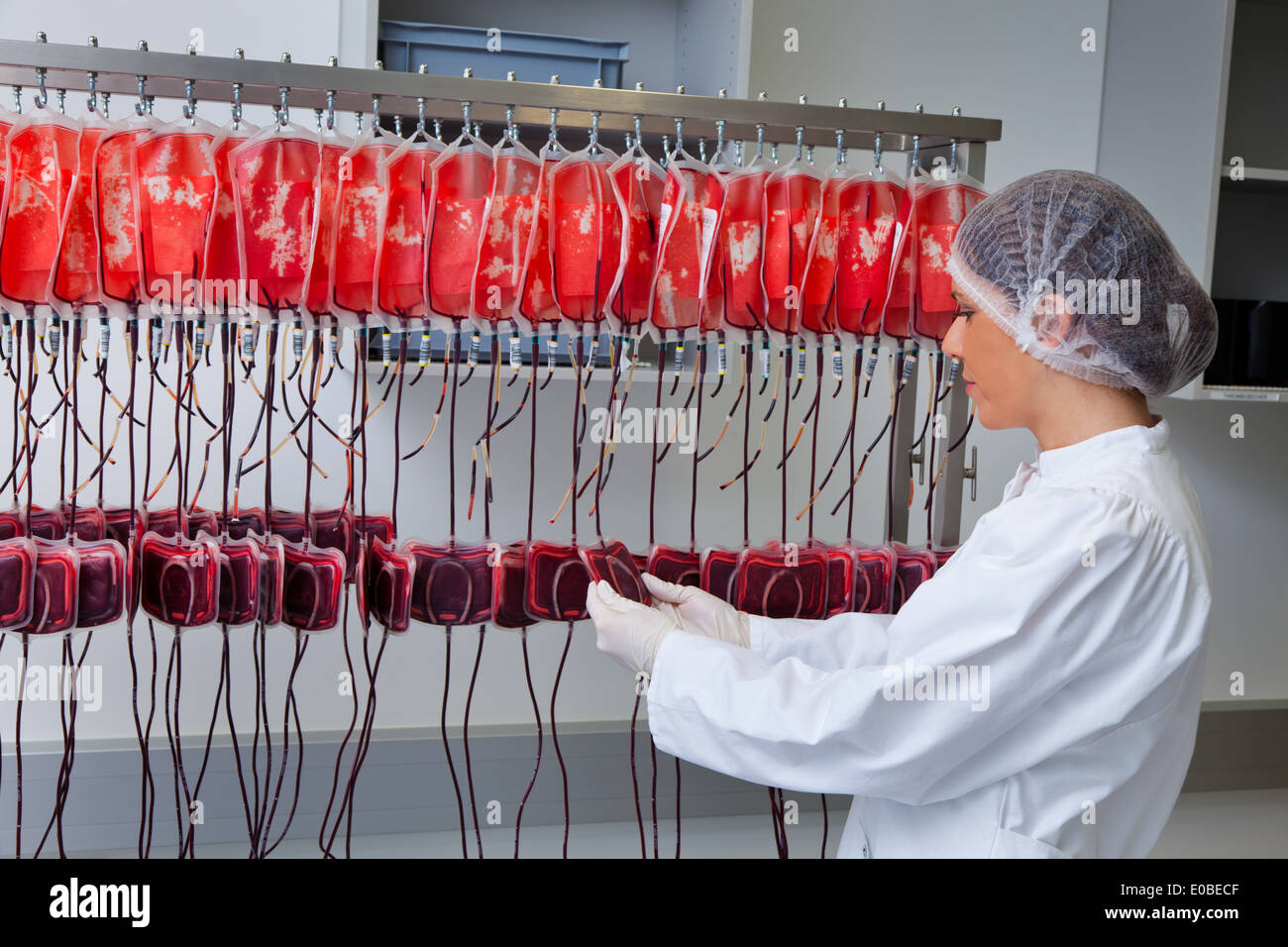 A woman examines the donated units of stored blood in the blood lab Stock Photo