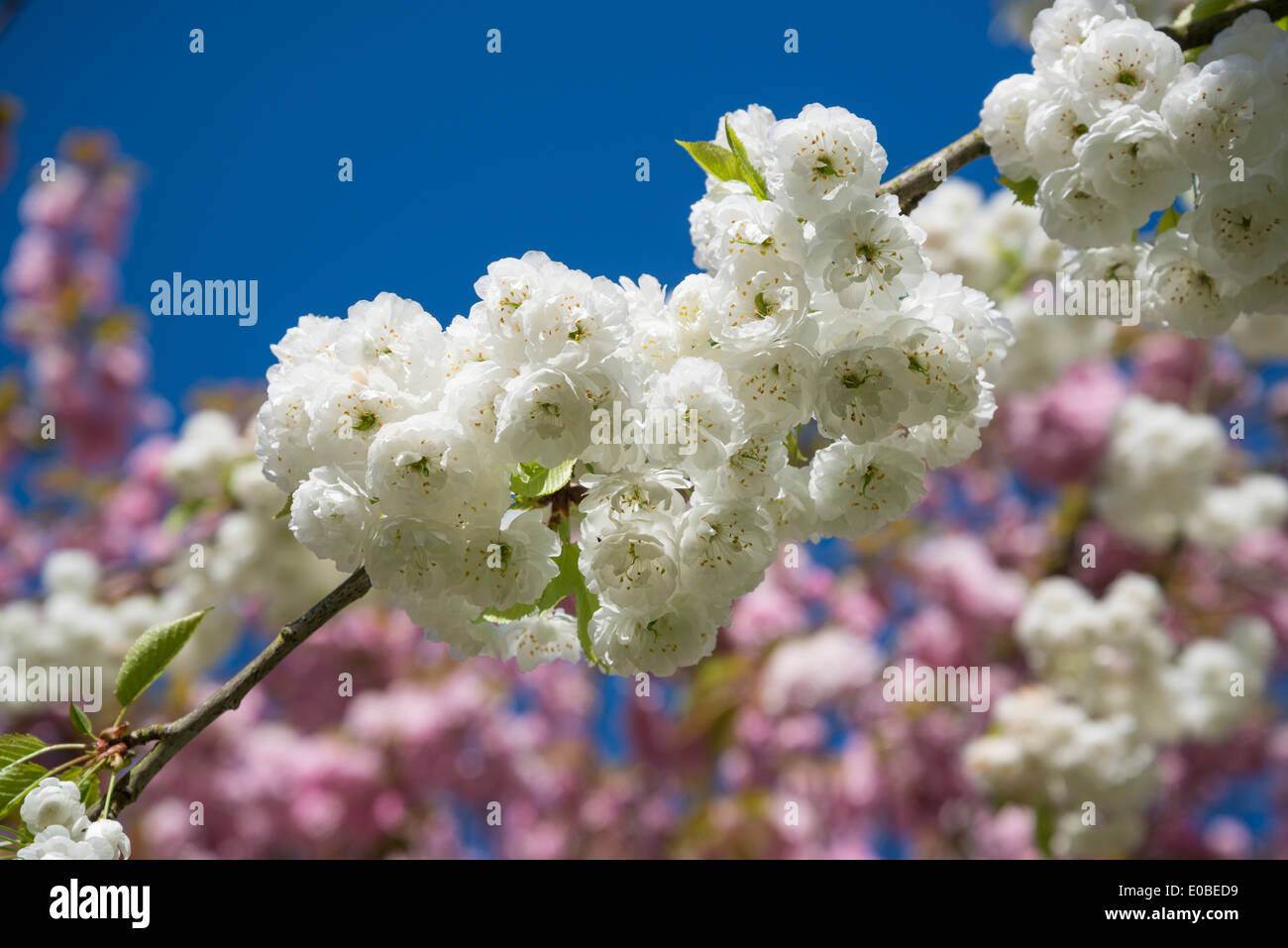 White and pink spring blossom, apple and cherry blossom Stock Photo
