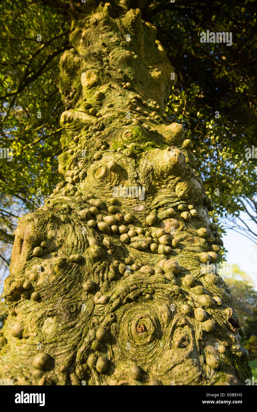 Knobbly growths on a Holly tree trunk in Holehird Gardens, Windermere