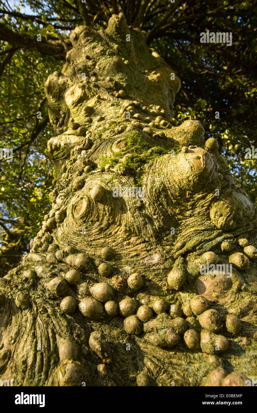 Knobbly growths on a Holly tree trunk in Holehird Gardens, Windermere, Cumbria, UK. Stock Photo