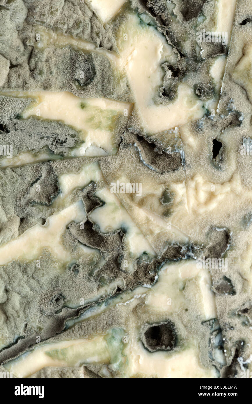 blue (bleu) cheese macro background Stock Photo Alamy
