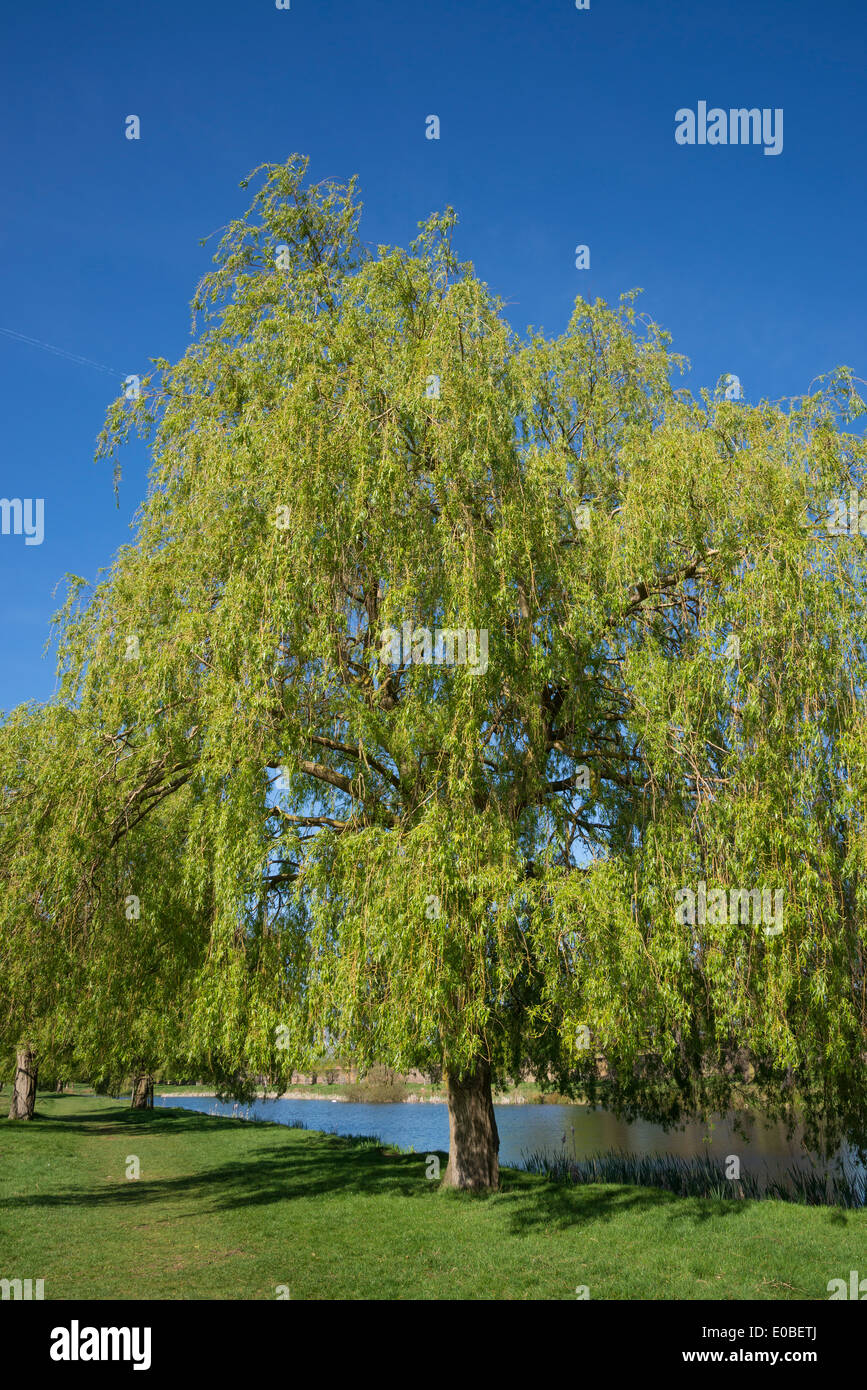 Weeping willow trees, Home Park, Hampton Wick, Kingston, Surrey, UK Stock Photo