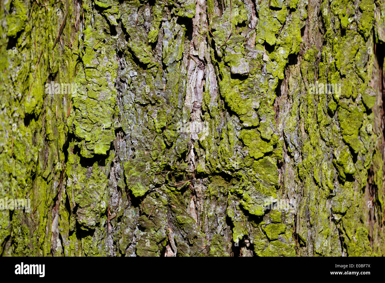 Structured bark of a tree in the wood. Background with text clearance., Strukturierte Baumrinde eines Baumes im Wald. Hintergrun Stock Photo