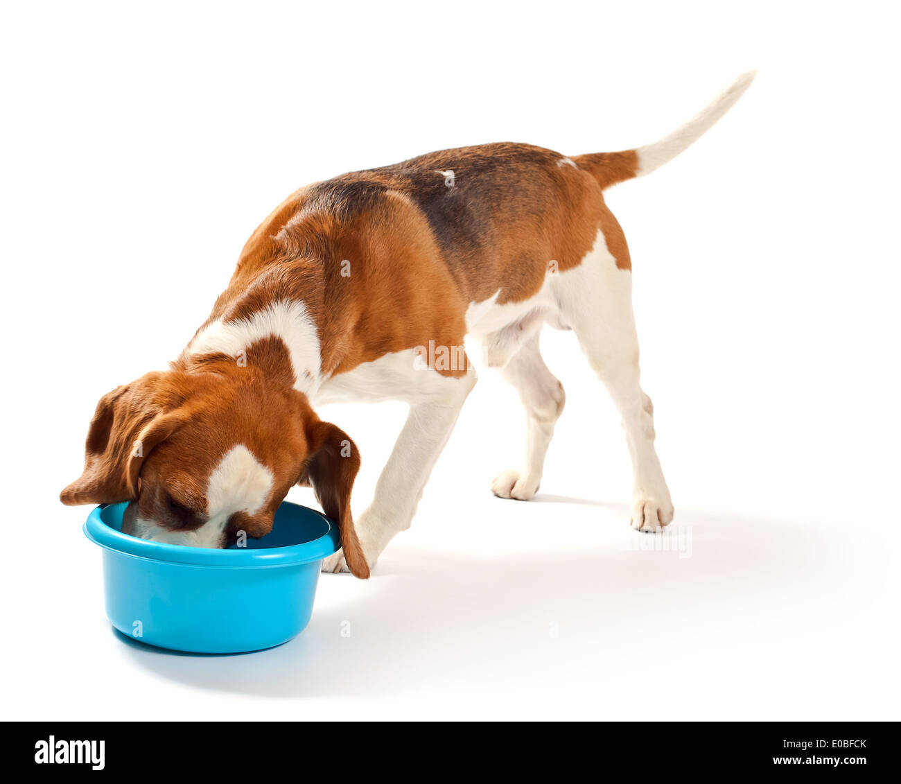 beagle isolated on a white background Stock Photo - Alamy