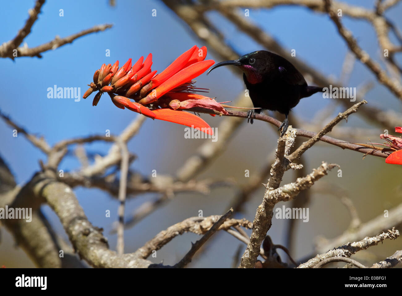 Amethyst Sunbird (Chalcomitra amethystina), searching for nectar in Common Coral Tree Stock Photo