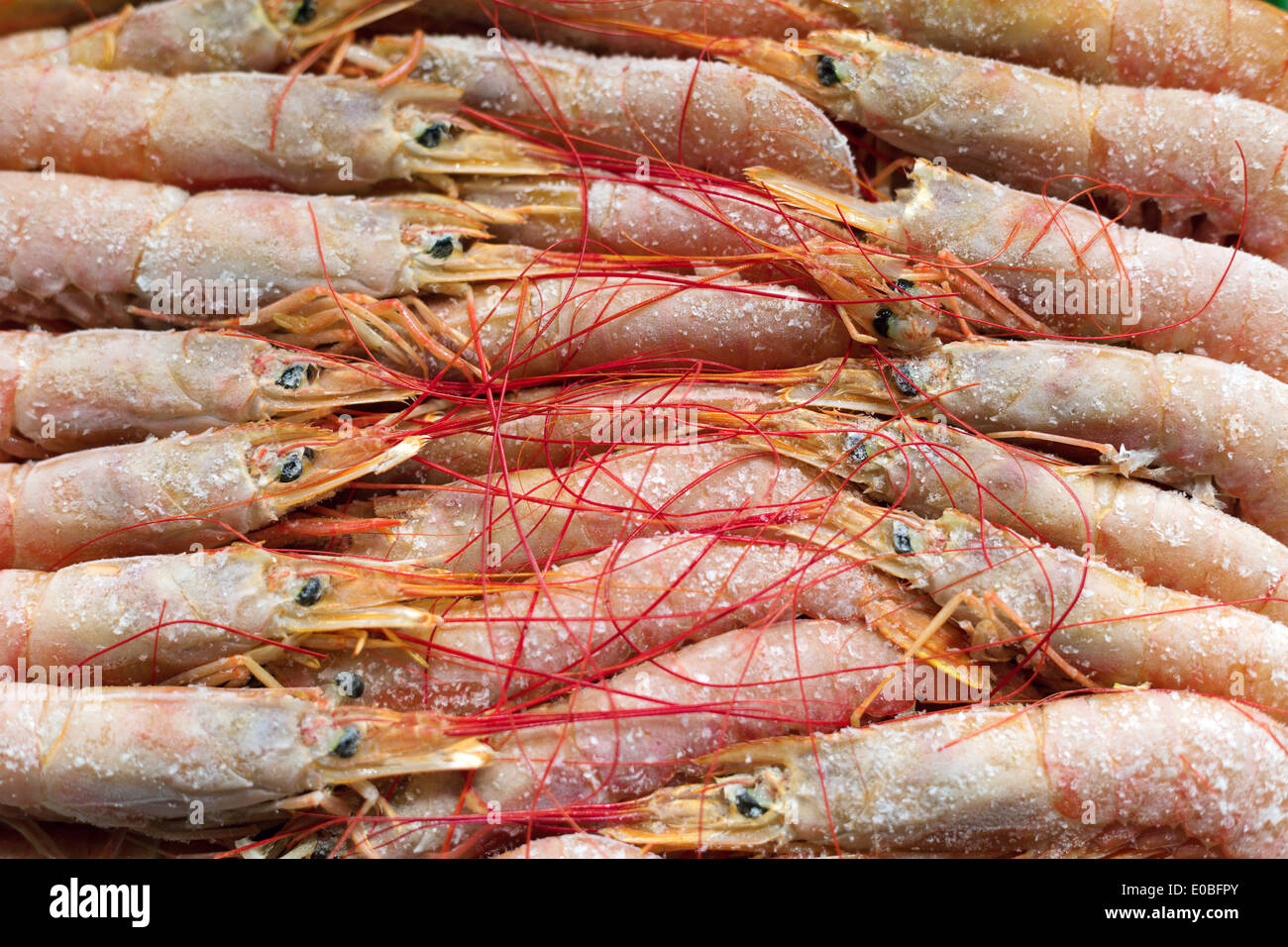 Boiled frozen shrimp arranged in neat rows Stock Photo Alamy