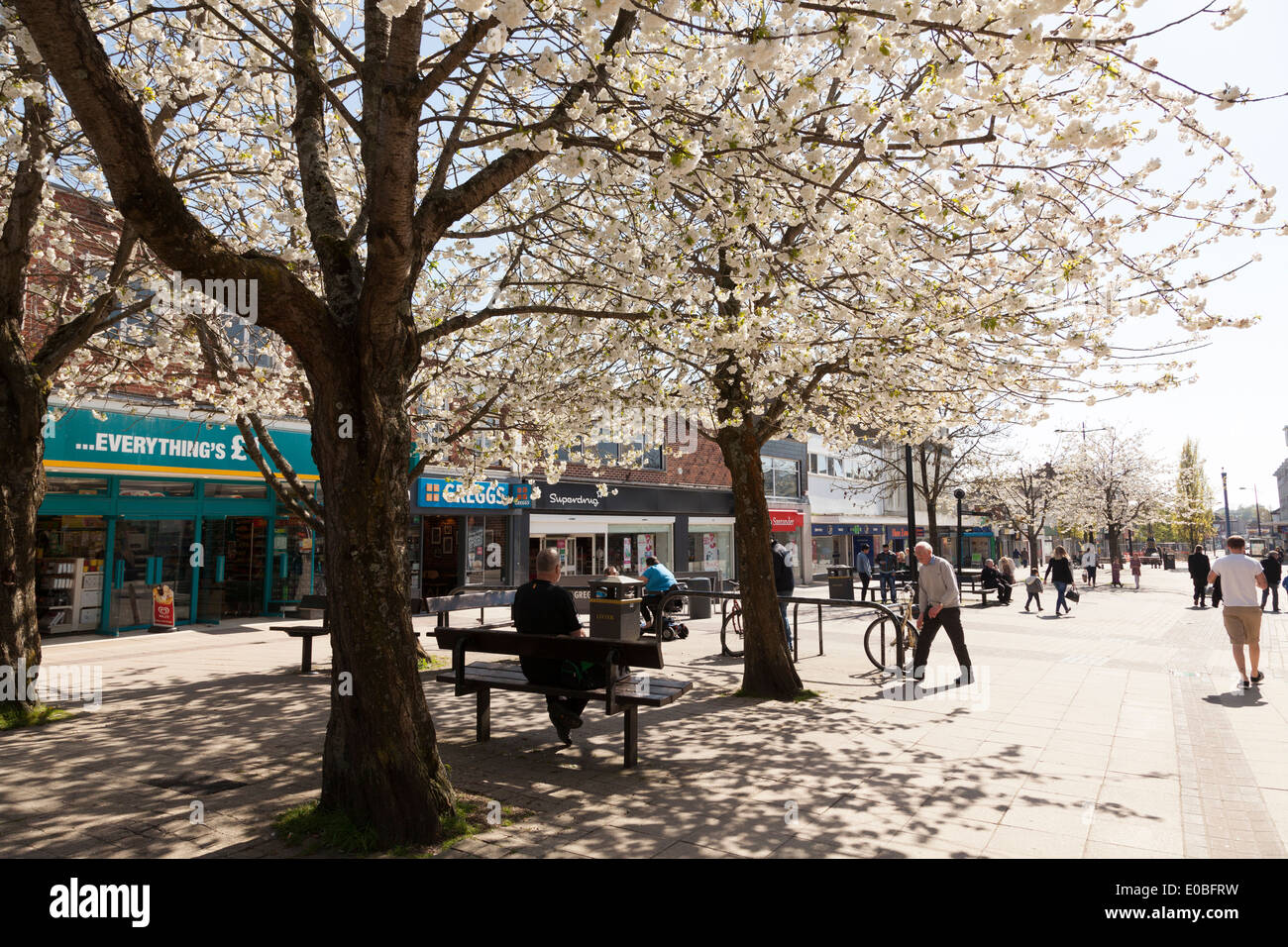Spring flowering trees in Waterlooville pedestrian shopping area. Stock Photo