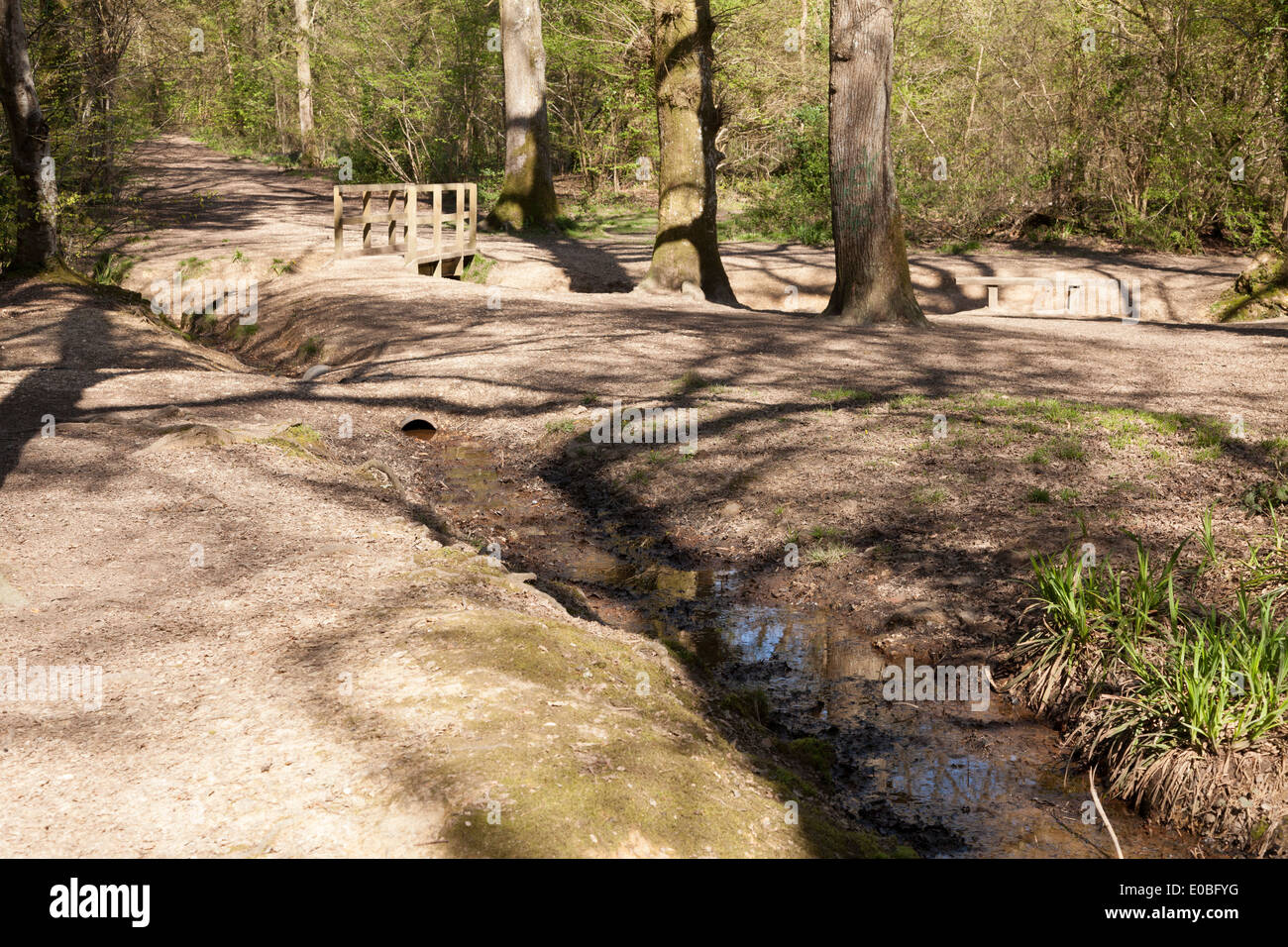 Forest ditches and foot bridge. Stock Photo