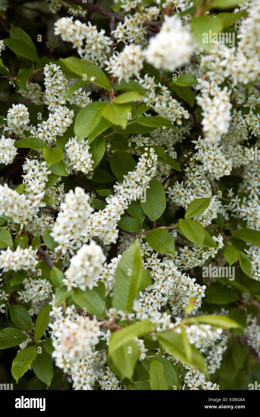 The Flowers of Padus avium or Prunus padus blooming shrubs Stock Photo