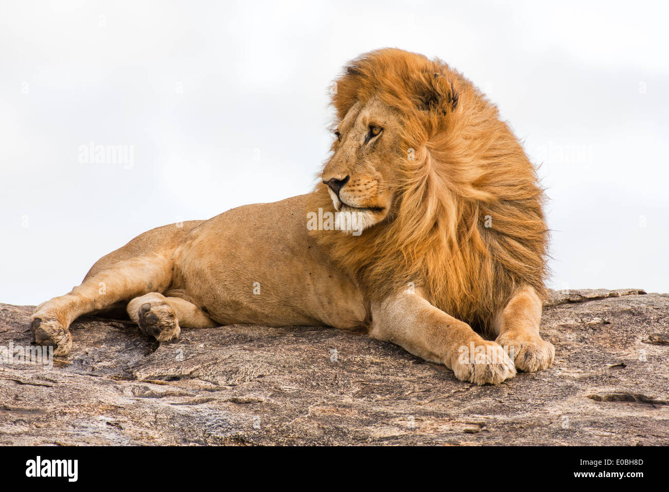 lion (Panthera leo) on a rock boulder Photographed in Tanzania Stock Photo