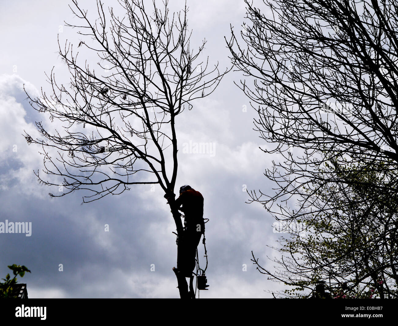 Tree surgeon cutting down tree. UK Stock Photo Alamy