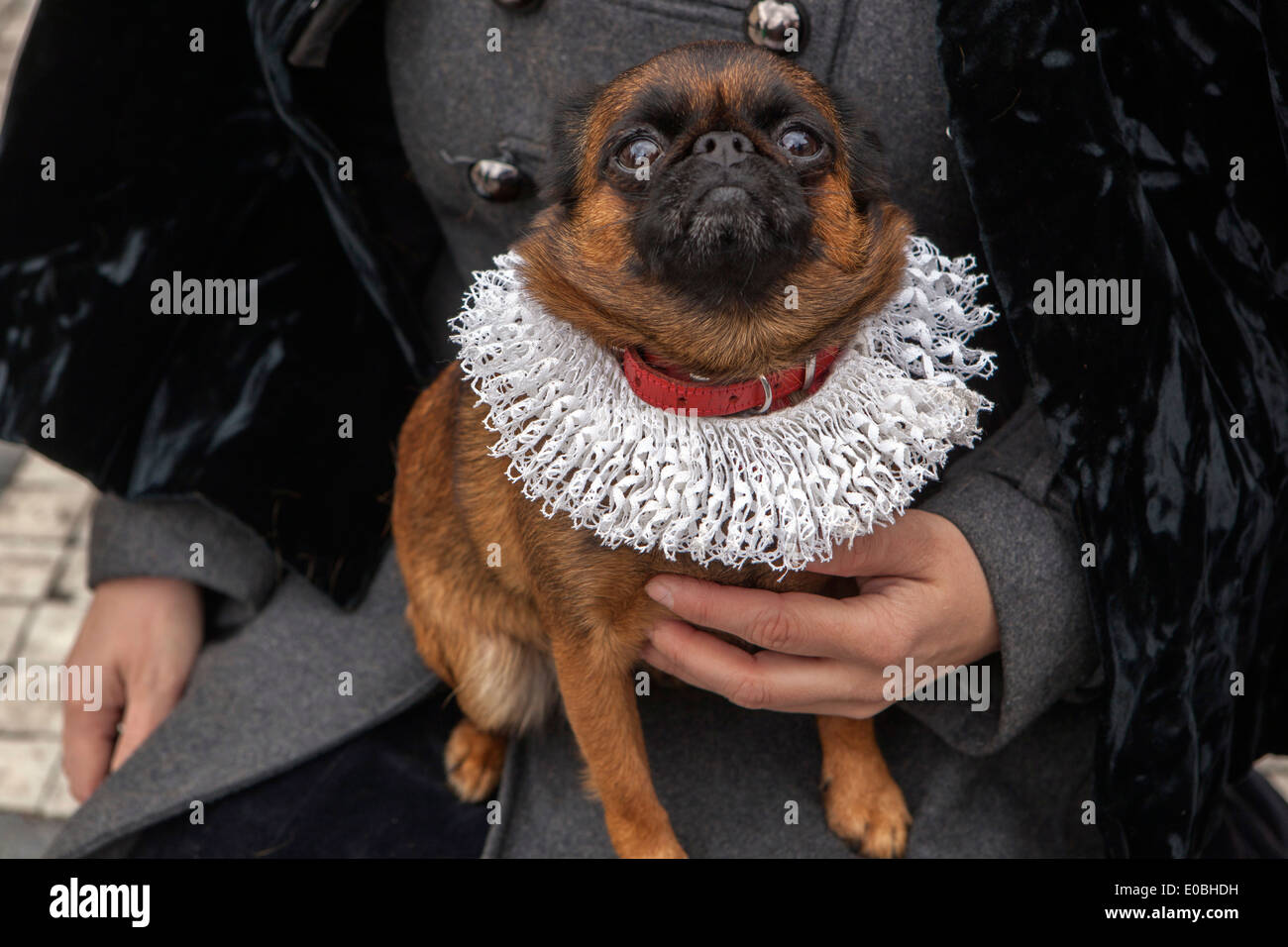 dog petit Brabancon, small Brabant Griffon Stock Photo 69096653 Alamy