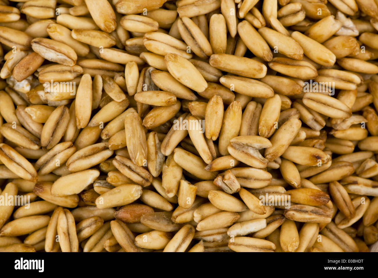 Grain punch of oat. A product of the agriculture., Getreide Koerner von Hafer. Ein Erzeugnis der Landwirtschaft. Stock Photo