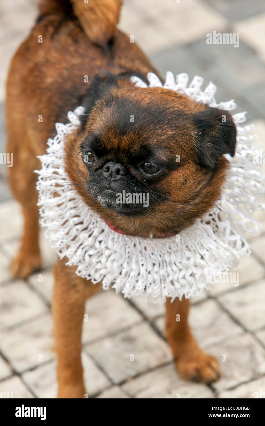 dog petit Brabancon / small Brabant Griffon Stock Photo - Alamy