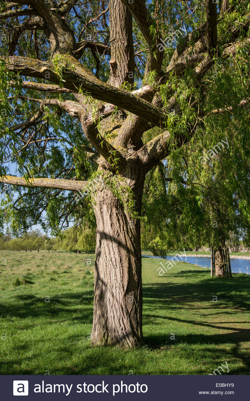 Weeping Willow Bark Stock Photos & Weeping Willow Bark ...