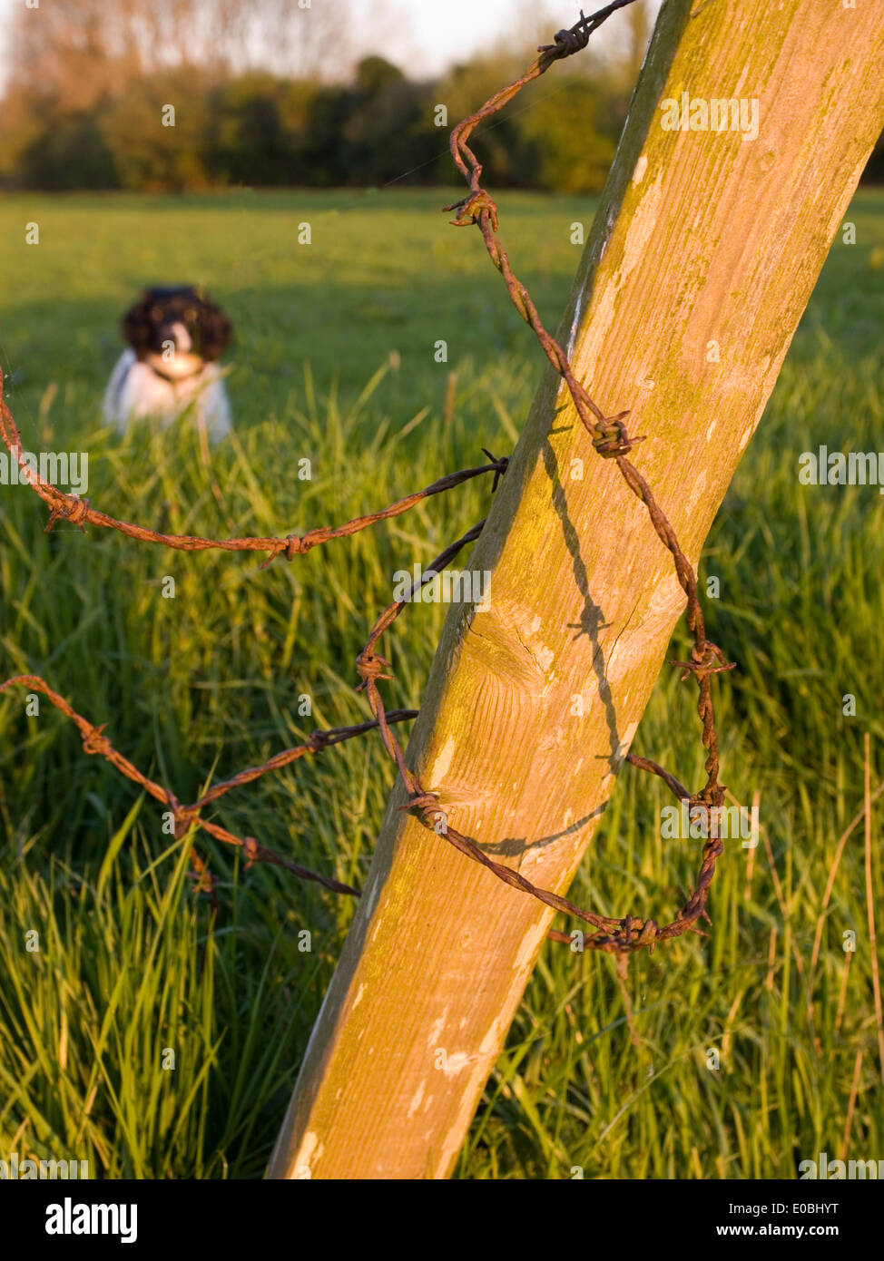 rusty barbed wire tangled around post danger to dogs animals people Stock Photo