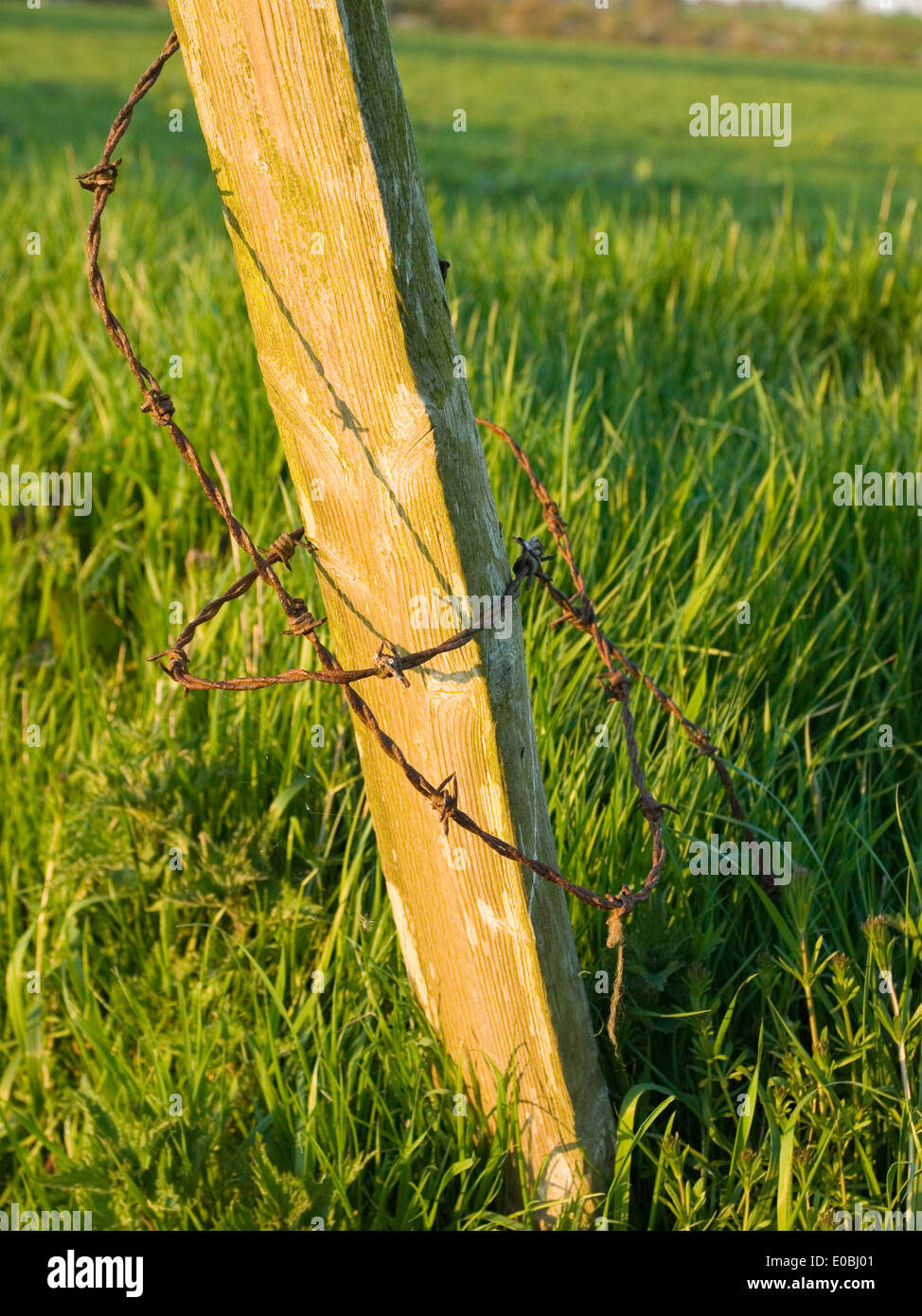 barbed wire around post Stock Photo