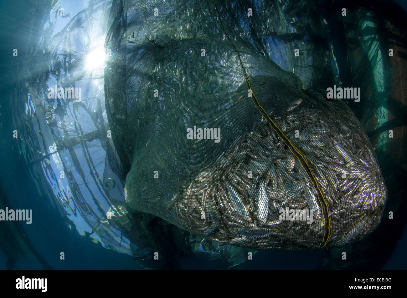 Net filled with small fish, ikan puri, below a Bagan (local fishing boat with platform and nets), Cenderawasih Bay, New Guinea Stock Photo
