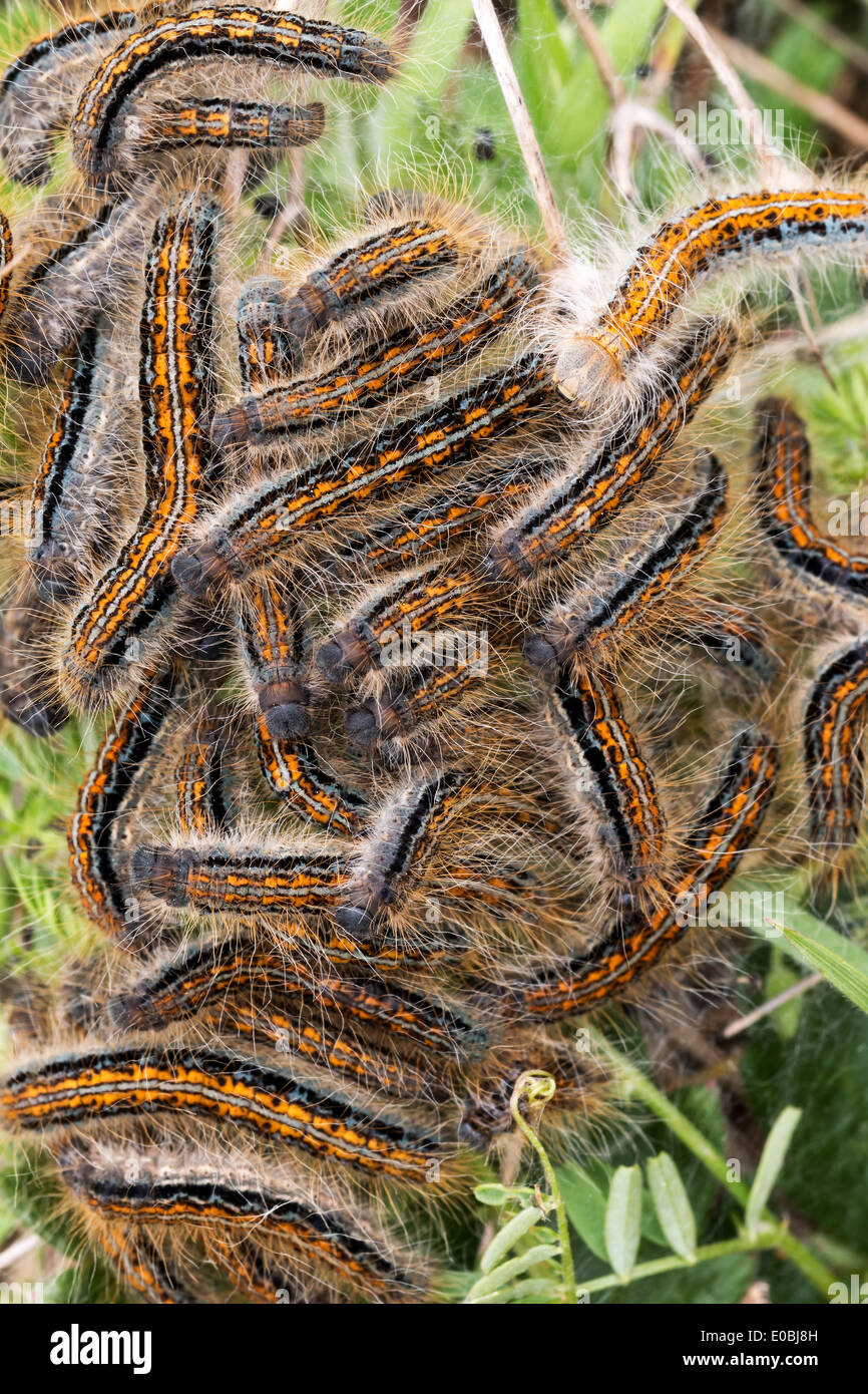 Young caterpillars in the nest (Lymantria dispar Stock Photo Alamy
