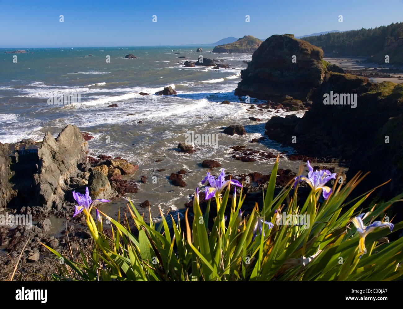 Coast view with iris, Otter Point State Park, Oregon Stock Photo Alamy