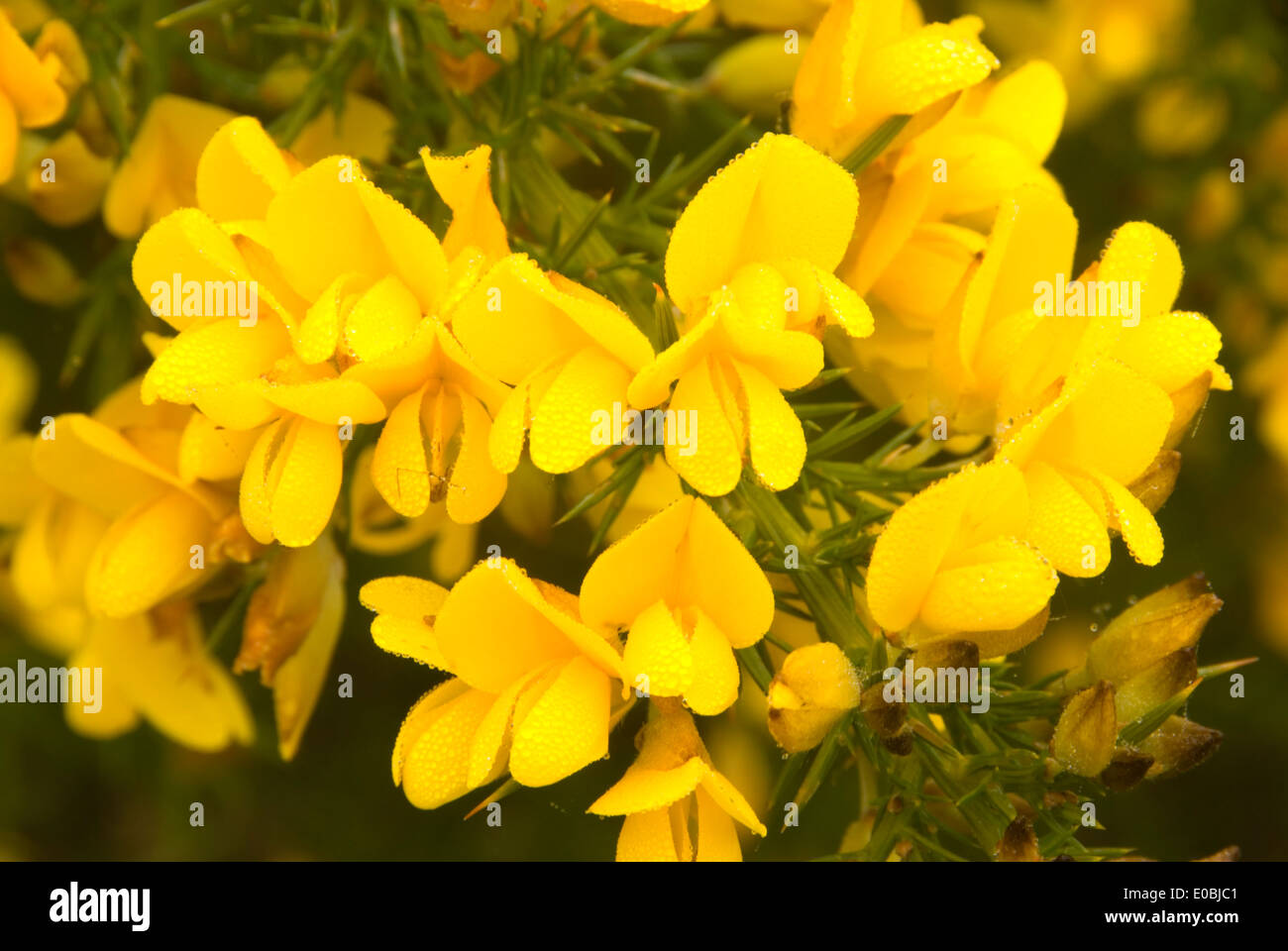Gorse in bloom, Ironhead boat launch, Coos Bay Bureau of Land