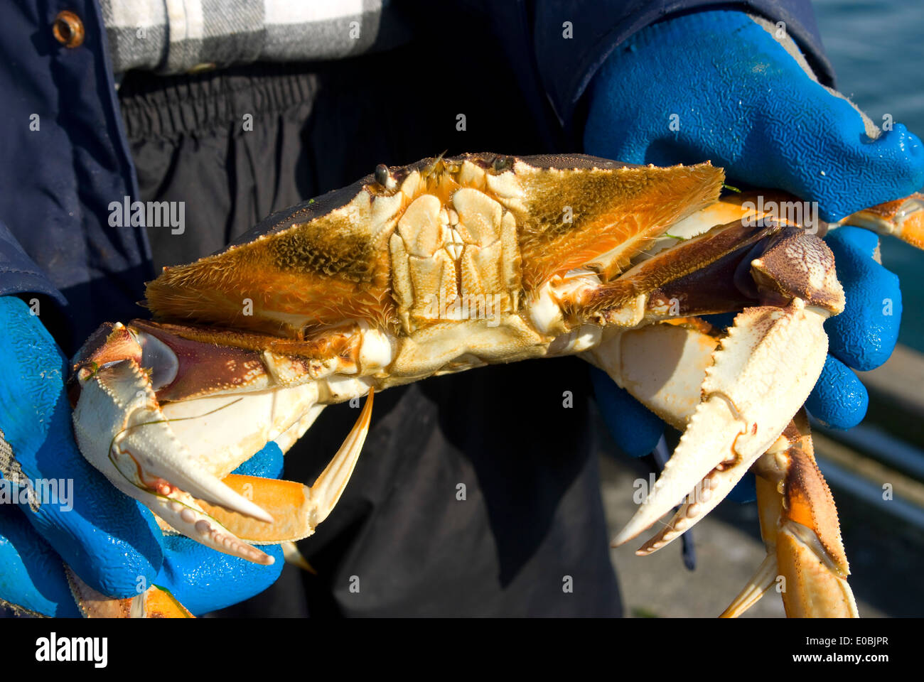 Dungeness crab oregon hires stock photography and images Alamy