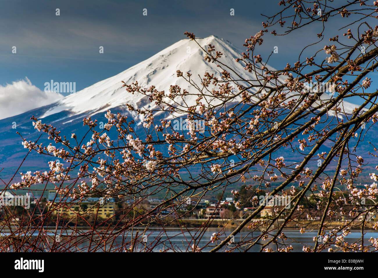 Mount Fuji with blooming cherry tree as seen from Lake Kawaguchi, Yamanashi Prefecture, Japan Stock Photo