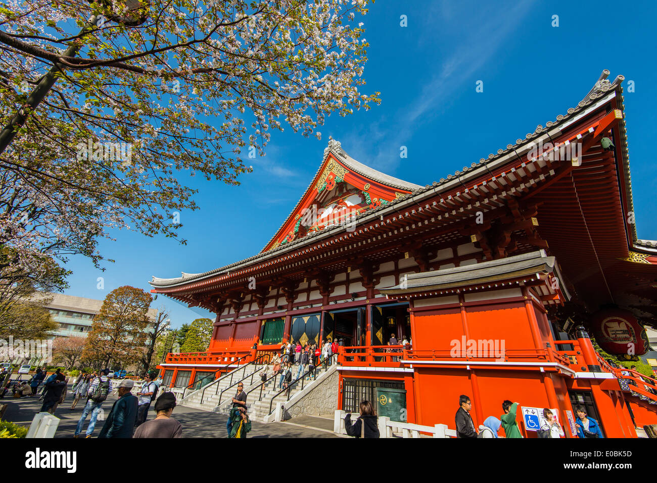 Senso-ji Temple with blooming cherry tree, Asakusa district, Tokyo, Japan Stock Photo