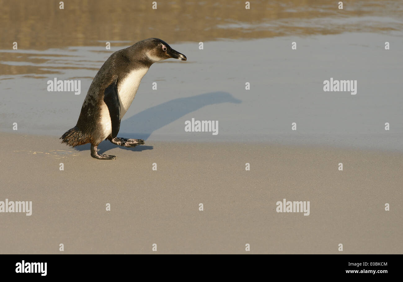 Juvenile African Penguin (Spheniscus demersus) on the walk, following it's shadow, at a beach near Cape Town in South Africa. Stock Photo