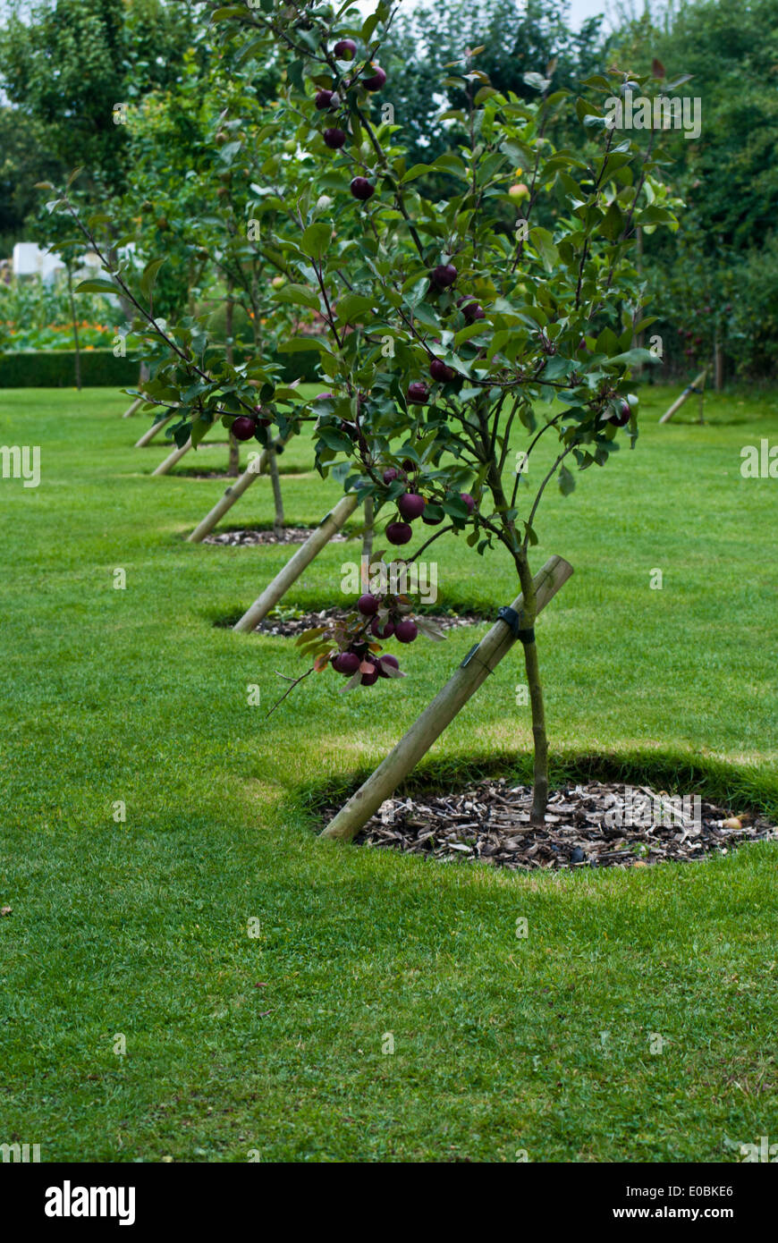 Maturing apple trees, the trunks being supported by wooden stakes Stock Photo