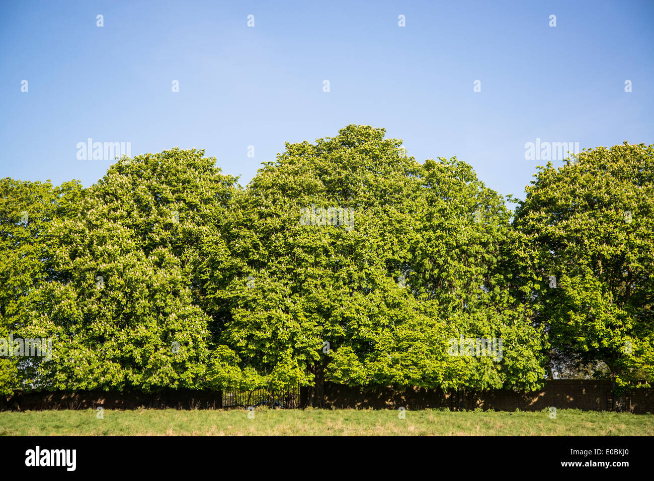 Horse chestnut trees in spring, Home Park, Hampton Wick, Kingston, London, UK Stock Photo