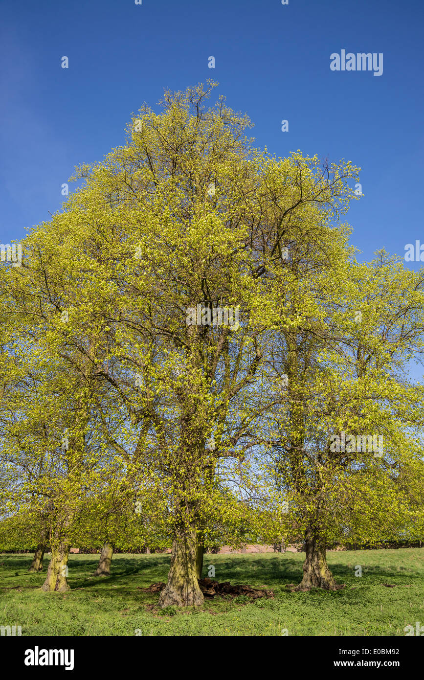 Beech trees trees in spring, Home Park, Kingston, Surrey, England, London, UK Stock Photo