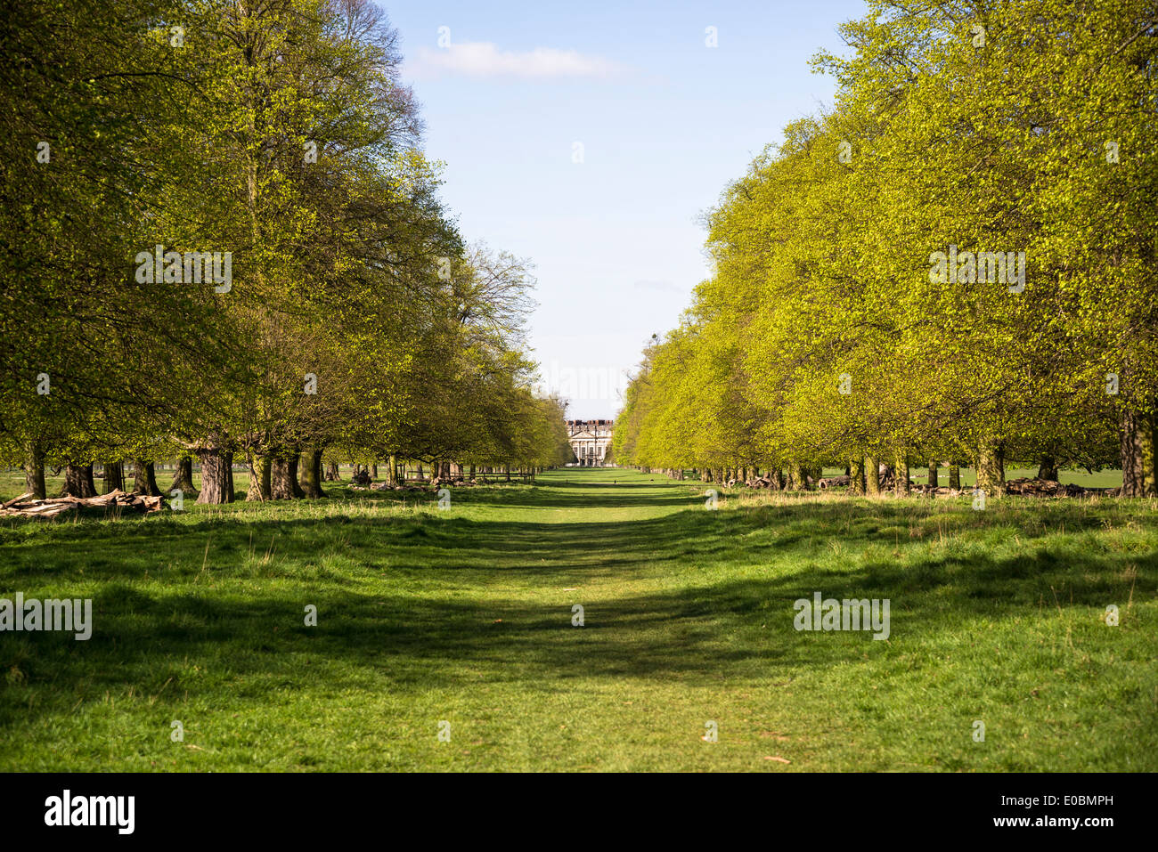 Avenue of beech trees leading to Hampton Court Palace, Home Park, Surrey, England, London, UK Stock Photo